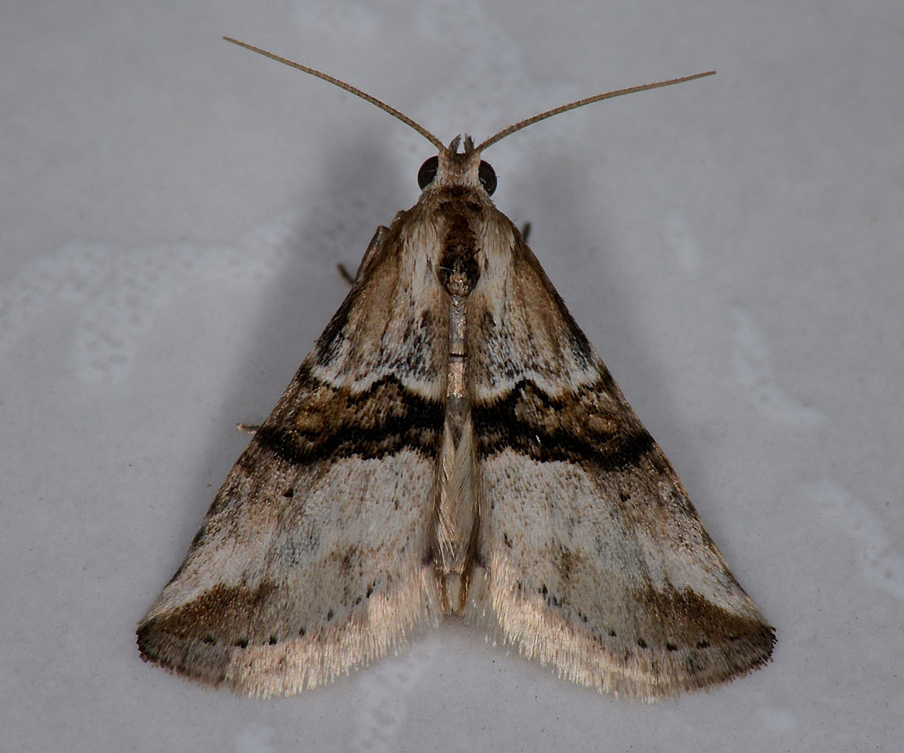 Da identificare - Zebeeba falsalis, Erebidae